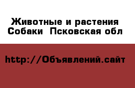 Животные и растения Собаки. Псковская обл.